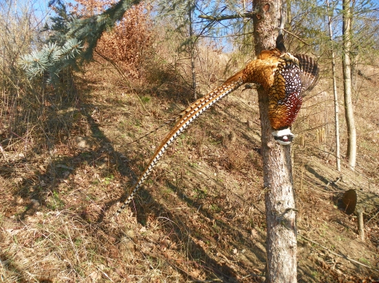 skvostný pták-bažant královský