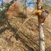 skvostný pták-bažant královský
