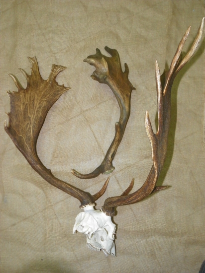 přibarvená trofej daňka z obory