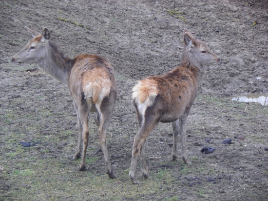 jelení zvěř v oboře