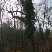 stále zelený