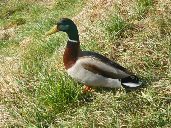 kačer ve svatebním šatě