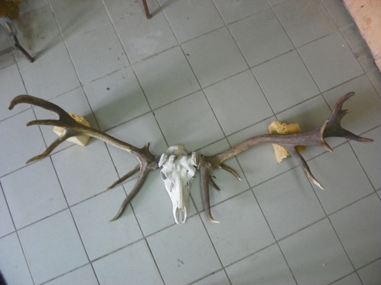 oborní jelen  s takto rosteným parožím