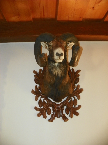 archiv-muflon zpracovaný před deseti lety