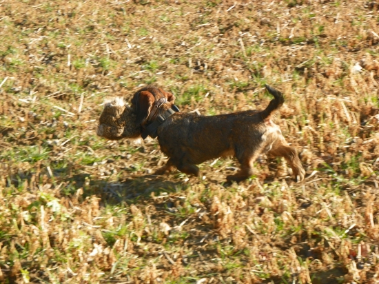 šestiměsíční aporter