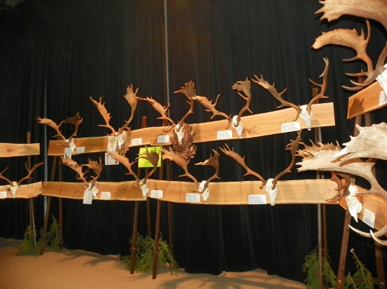 zlaté trofeje  daňkú za posledních 30 let na okrese UH