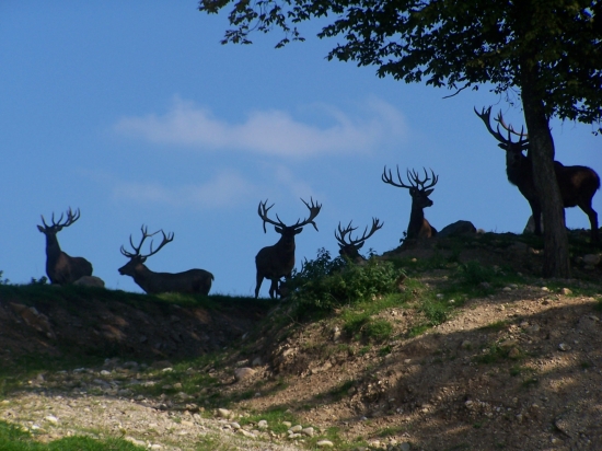siluety-oborní jeleni
