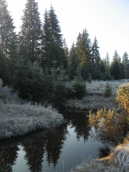 brzké ráno v lesích Rumunska