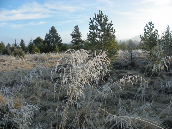 na tokaništi  tetřevú