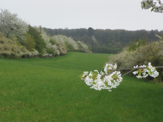 příroda mění tvář-----u nás v revíru