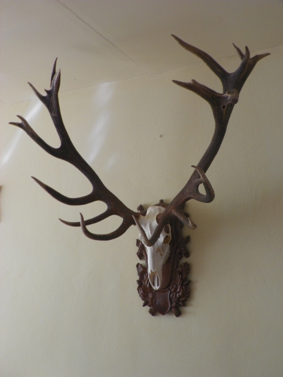 jelen  z Rumunských lesů