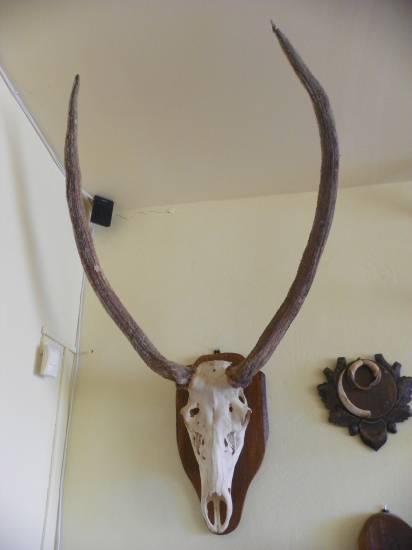 jelen z Rumunských lesú