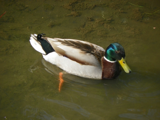 kačírky jsou mu  ozdobou