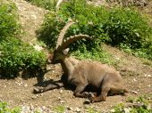 Alpen steinbock-Capra-ibex-ibex