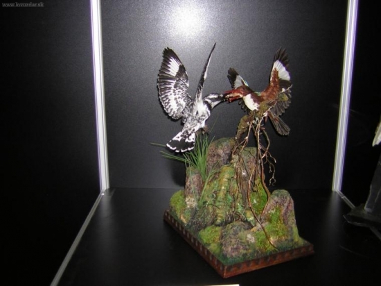 práce preparátora s Izraele