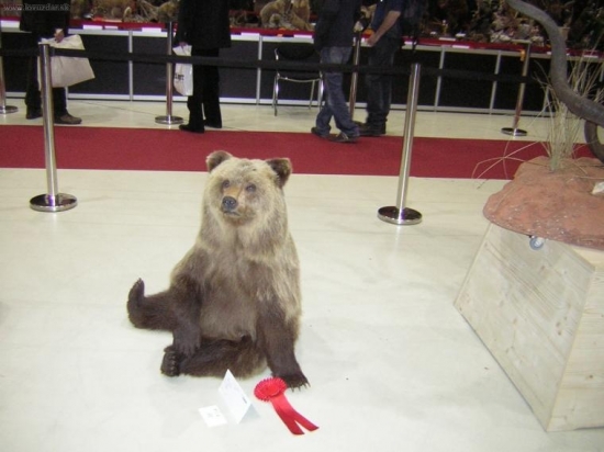 oceněná práce preparátora z Rakouska