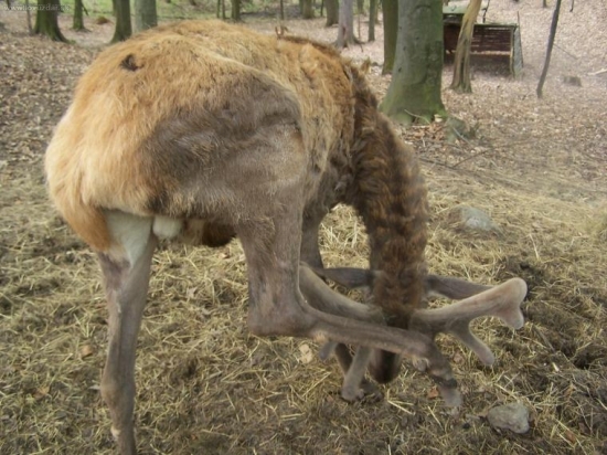 ne a ne ten běh za ten krk dostat