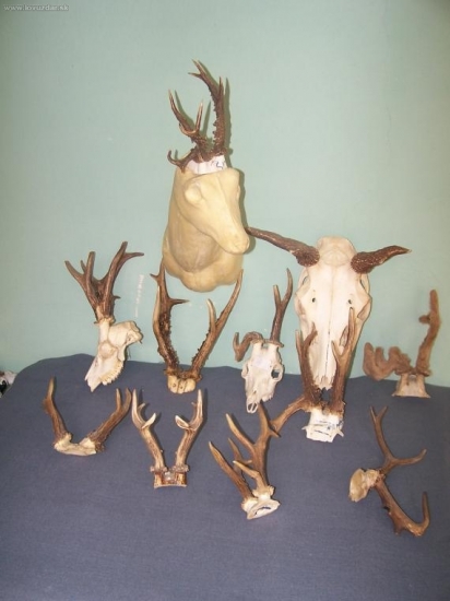 jelen a rarity srnců ,čekající nový kabát