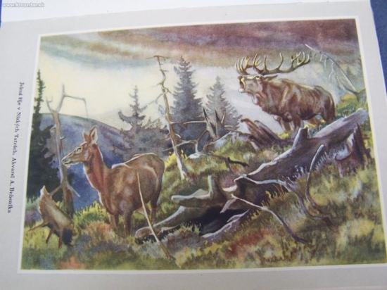 jelení říje v Nízkých Tatrách