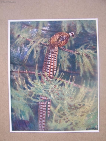 bažant královský Stanislav Lolek reprodukce