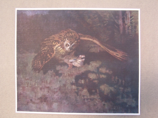 výr s uloveným zajícem