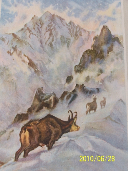 Kamzíčí říje pod Velkým Kolovým štítem