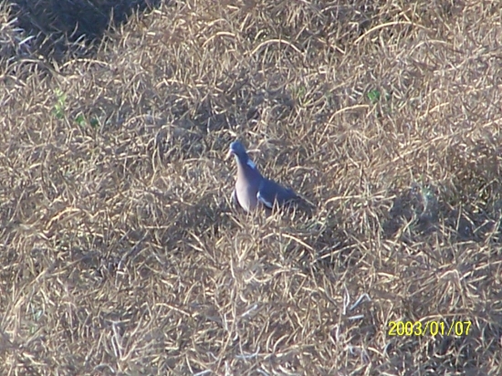 holub hřivnáč v řepce