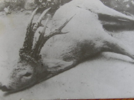 srnec ulovený v r.1965 v Madarsku