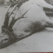 srnec ulovený v r.1965 v Madarsku