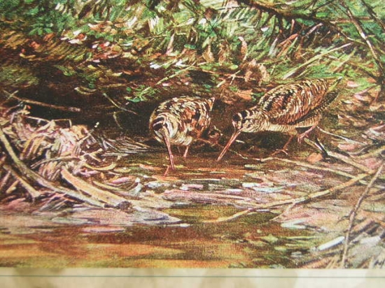 červíkující sluky