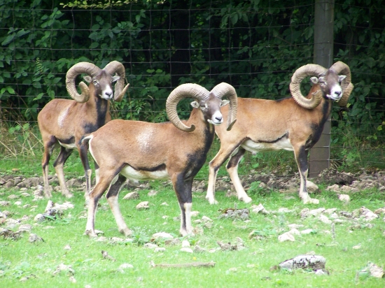 mufloni