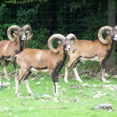 mufloni