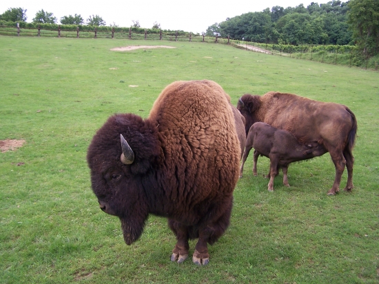 Bizon a matka s mládětem