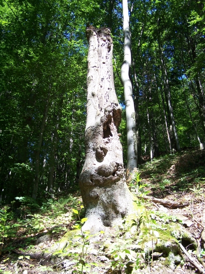 zaujal mě