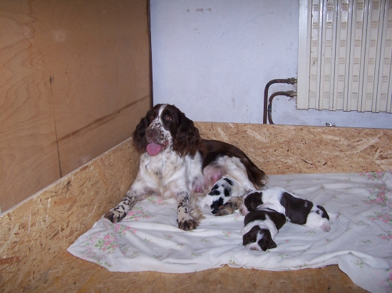 pújdu jim za kmotra