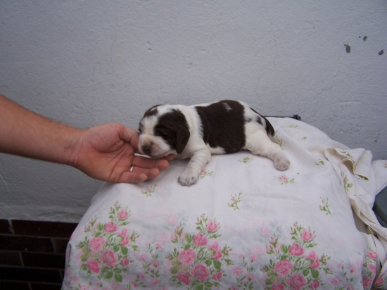 jeden ze tří cvalíkú