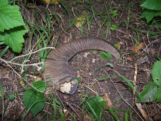 člověk věci neznalý,by řekl,našel jsem zhoz