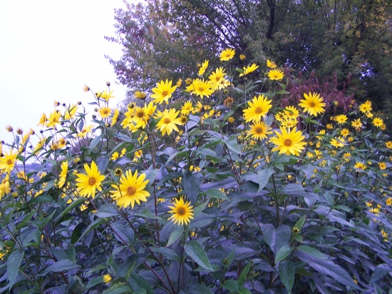 bohatá letní květena u řeky