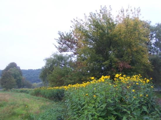lemování břehu nad řekou