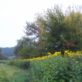 lemování břehu nad řekou