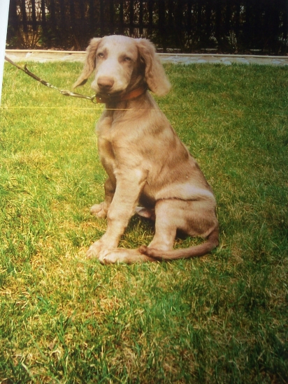 výmarský dlouhosrstý 1