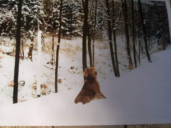 výmarský dlouhosrstý 2 dospělý