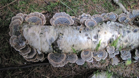 bříza obohacená chorošema