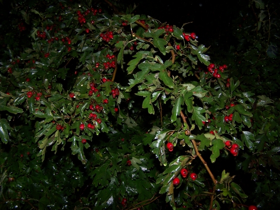 za nevlídného počasí...hloh