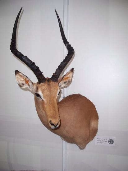 impala, jedna z nejhezčích antilop