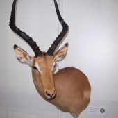 impala, jedna z nejhezčích antilop