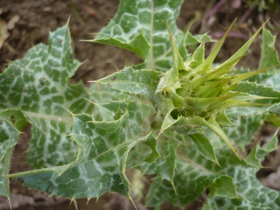 ostropestřec  a jeho ostny