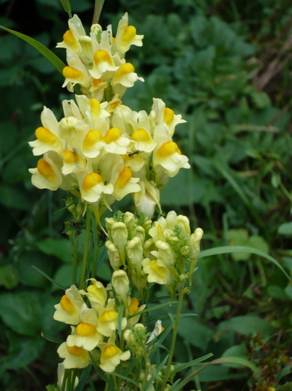 dnešní pozdrav  všem Kateřinám  na LZ