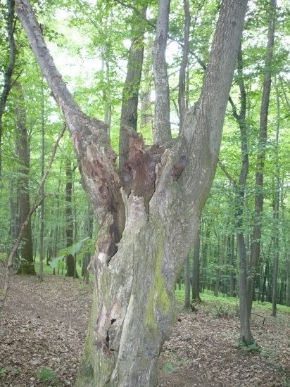 strom ,který mě zaujal