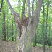 strom ,který mě zaujal